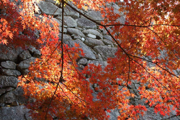 鶴山公園東側の紅葉