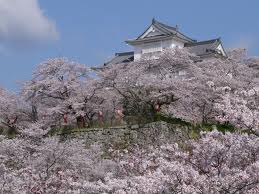 津山鶴山公園桜